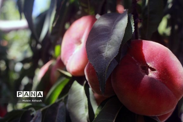 دومین جشنواره هلو شهرستان شبستر، شهر شندآباد