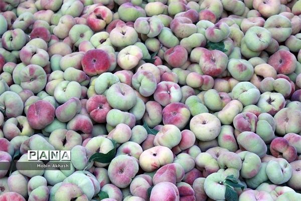 دومین جشنواره هلو شهرستان شبستر، شهر شندآباد