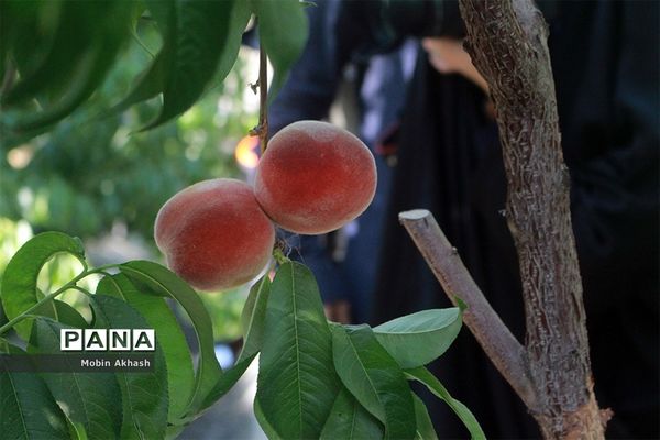 دومین جشنواره هلو شهرستان شبستر، شهر شندآباد