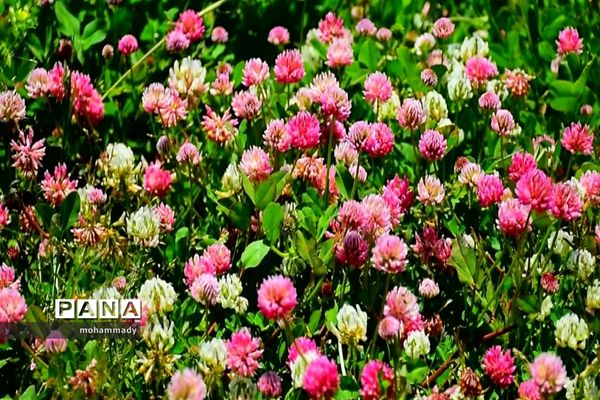 دریاچه زیبای نئور - اردبیل