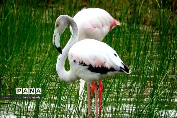 دریاچه زیبای نئور - اردبیل