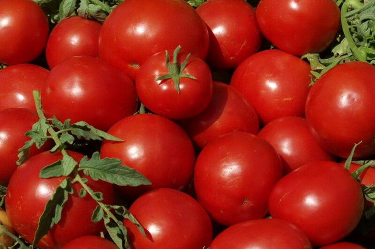 برداشت گوجه‌فرنگی در آذربایجان‌غربی آغاز شد