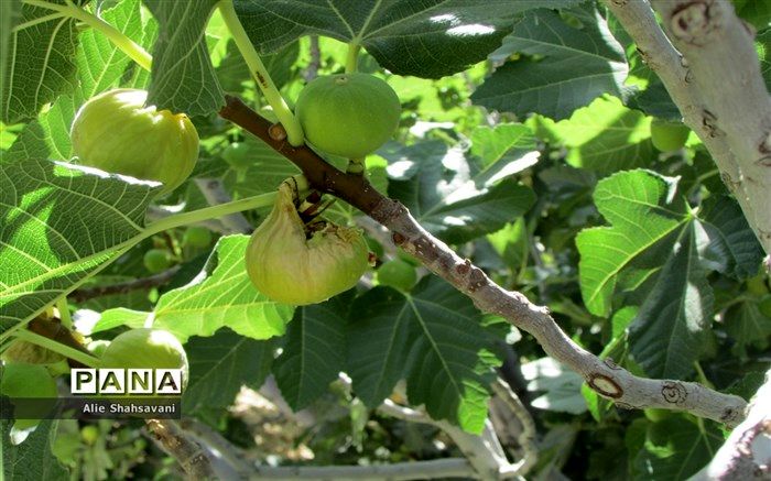 آغاز برداشت انجیر دیم در استهبان