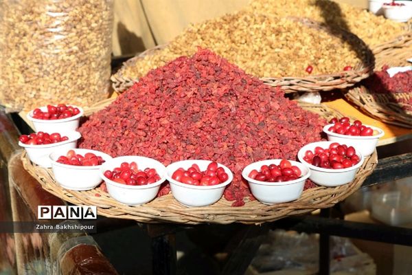 جشنواره زغال اخته در کلیبر