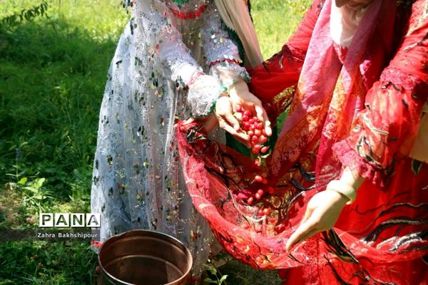 جشنواره زغال اخته در کلیبر