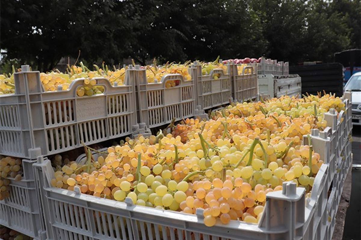 واردات گوجه‌فرنگی و انگور به ارومیه ممنوع است