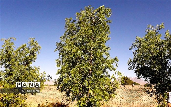 دستگیری قطع کننده درخت در الهیه