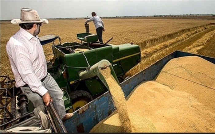 کشاورزان ایلامی دومین محصول گندم با کیفیت کشور را تولید کردند