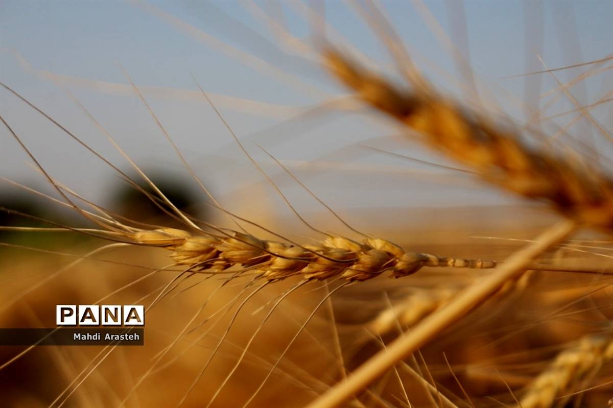 ۷هزار تن گندم از کشاورزان گلوگاه خریده شد