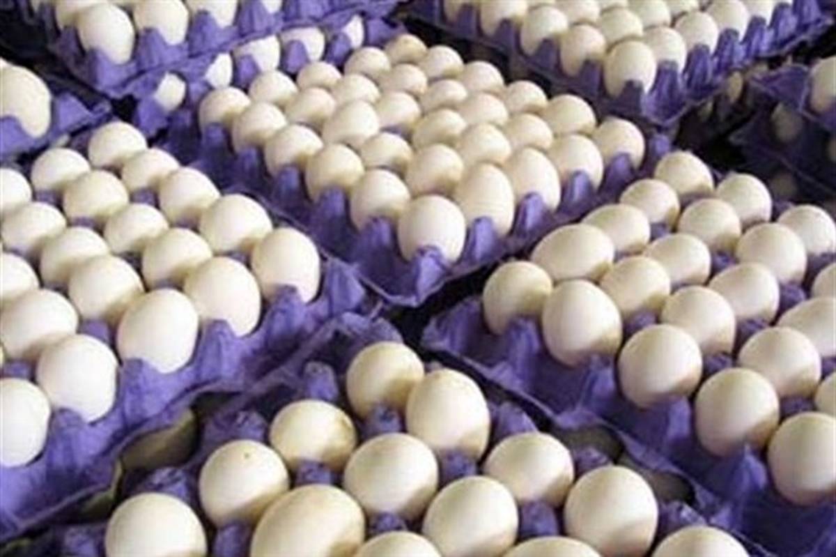 صادرات بیش از 1600 تن تخم مرغ خوراکی از آذربایجان شرقی