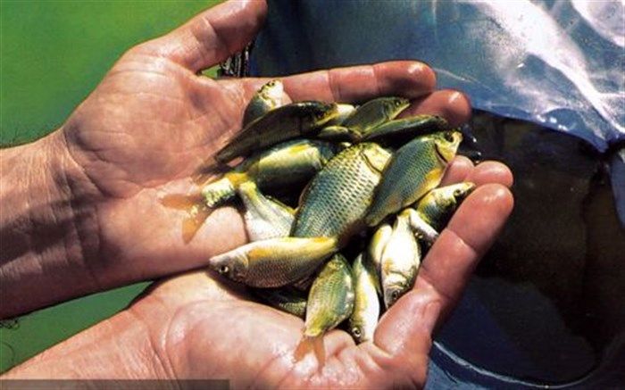 معاون رئیس سازمان و مدیر جهاد کشاورزی شهرستان طبس : توزیع 20000 بچه ماهی گرم آبی در سطح شهرستان طبس