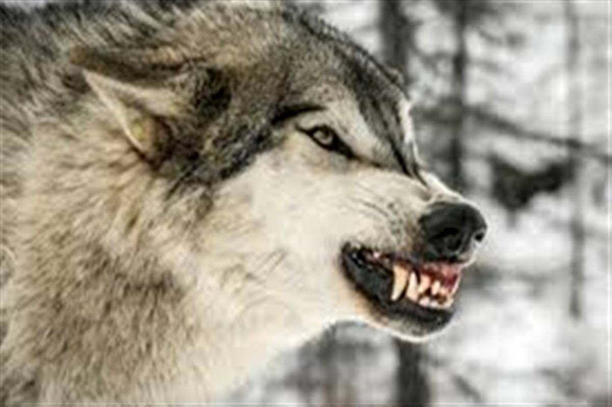 گرگ‌ها ۳۶ راس بز را در پارس‌آباد دریدند