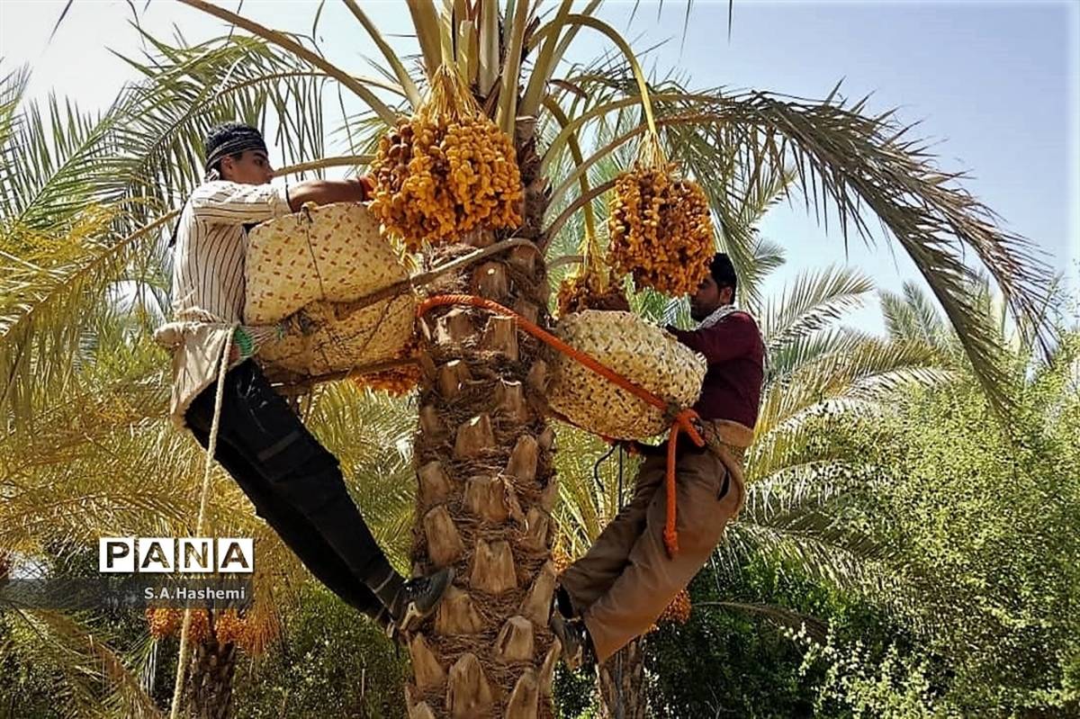 برداشت چهل تن  رُطَب و خرما، در  مهد نخلستان فارس