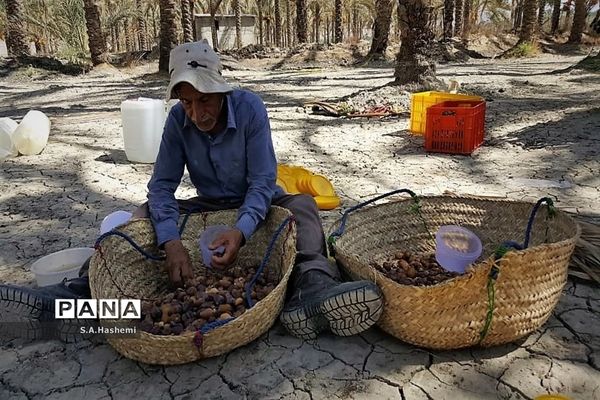 برداشت چهل تن  رُطَب و خرما، در  مهد نخلستان فارس