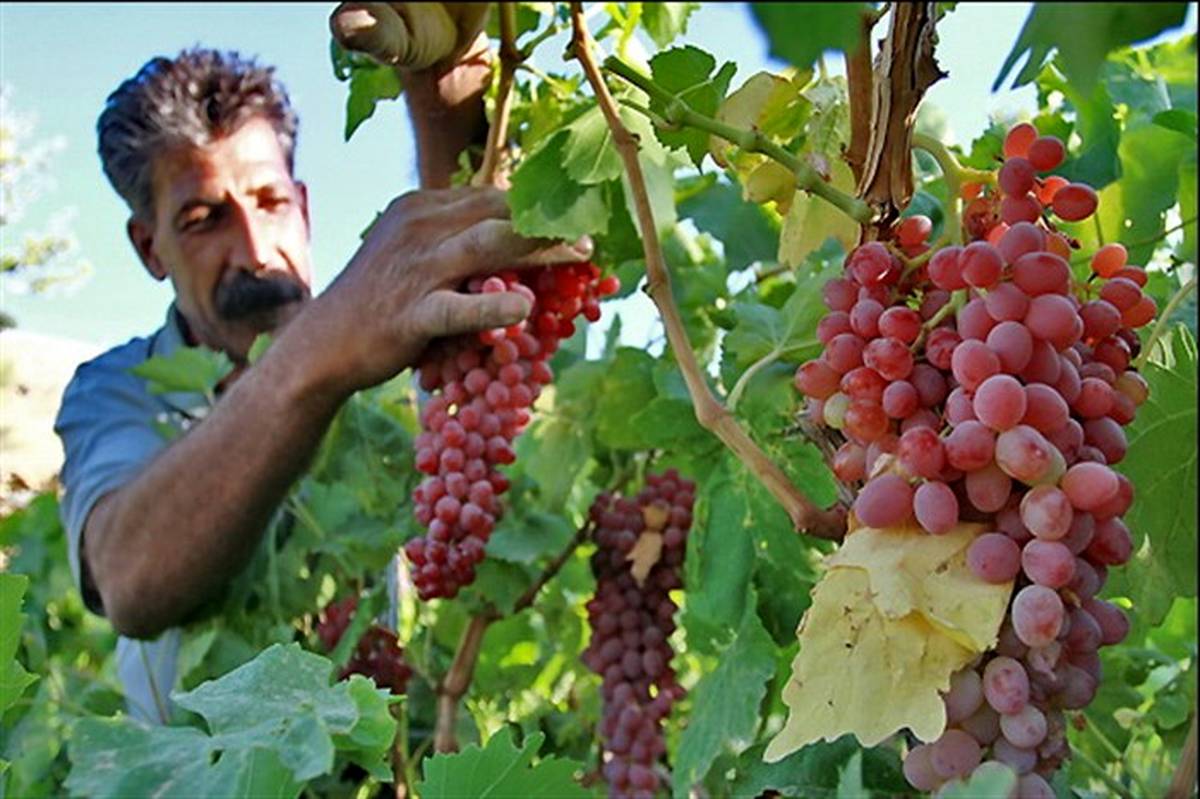 برداشت ۲۰۰ هزار تن انگور از باغ‌های آذربایجان‌غربی آغاز شد