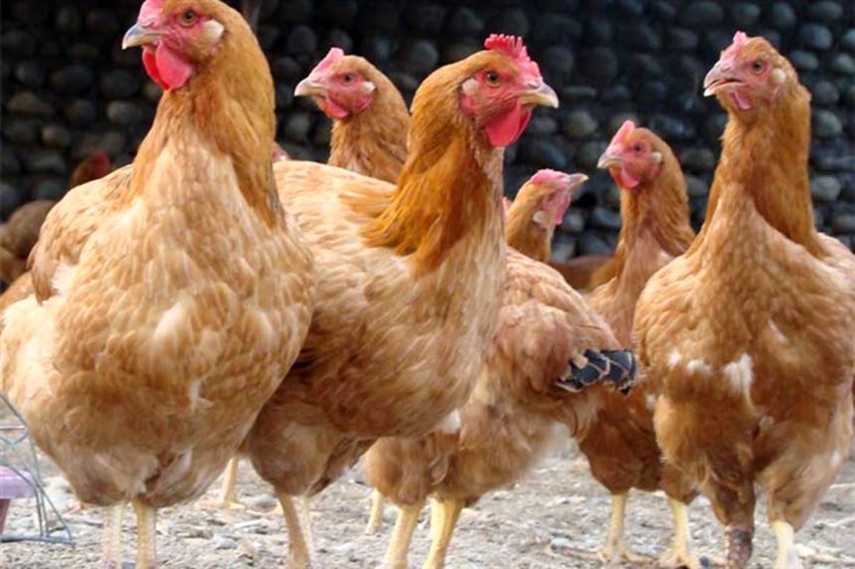 توزیع 3500  قطعه نیمچه مرغ  بومی در مناطق عشایری فارس