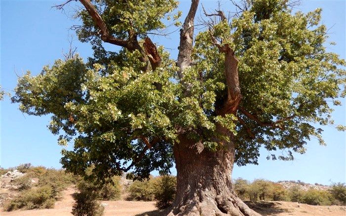 درخت هزارساله گیلان در فهرست میراث طبیعی  کشور ثبت شد