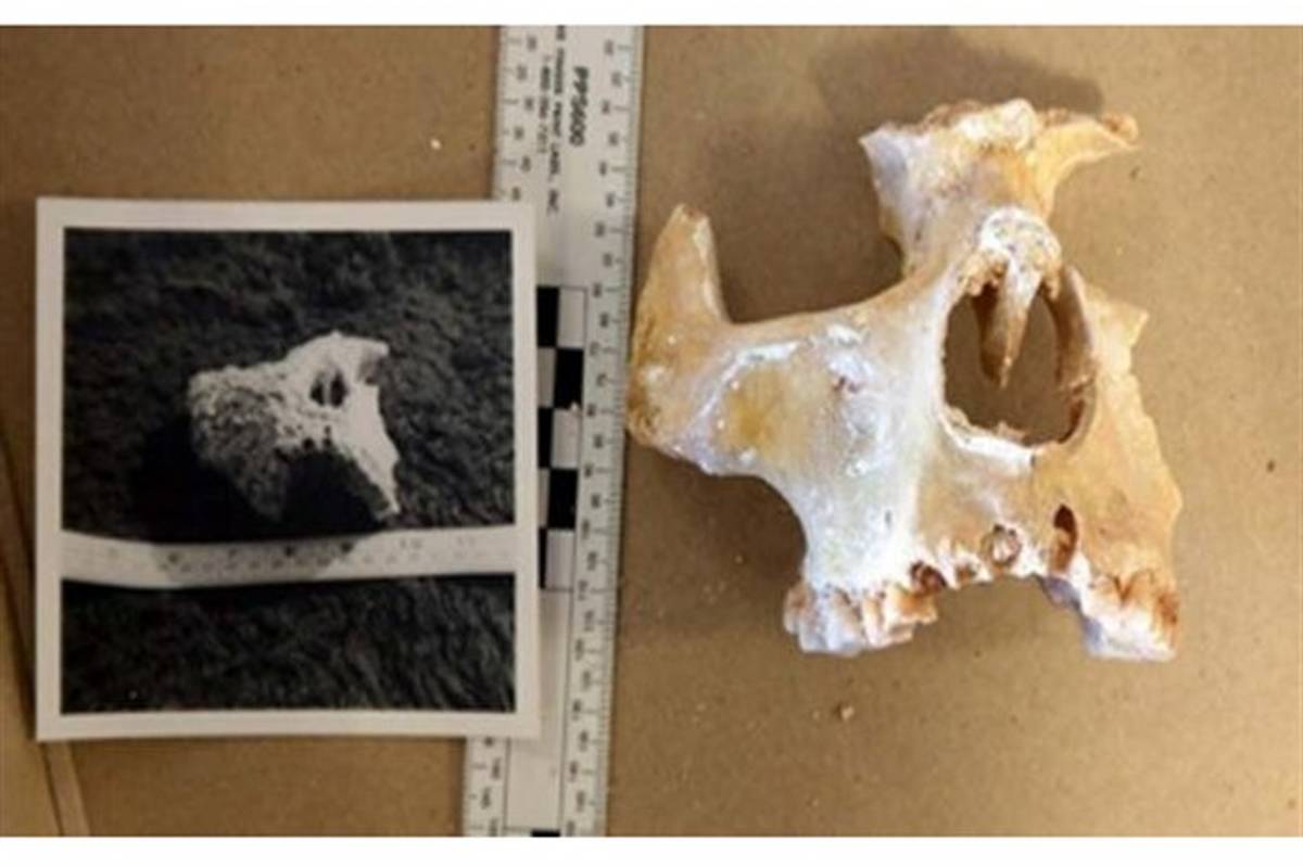 کشف استخوان‌های یکی از قدیمی‌ترین ساکنان انگلستان + تصویر