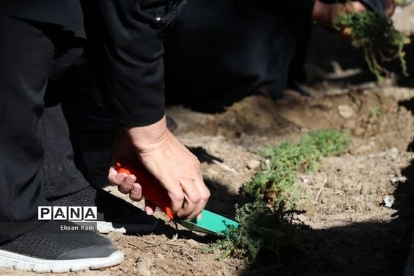 کاشت جمعی گل و گیاه در فضای سبز محلات توسط اعضای باشگاه سالمندان گنجینگان