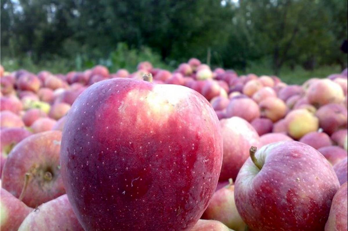 مدیرعامل سازمان تعاون روستایی: خرید توافقی سیب درختی درجه سه آغاز شد
