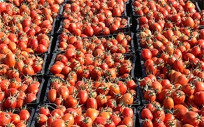 خرید ۷۶۰ تن گوجه فرنگی از کشاورزی آذربایجان غربی