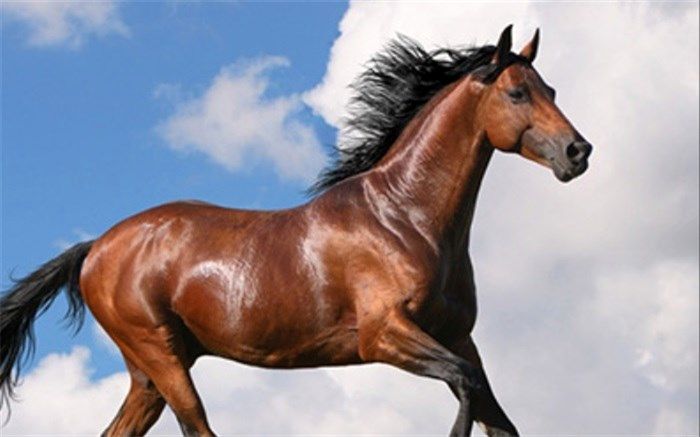 یزد، قطب پرورش اسب عرب ایران در کشور و خاورمیانه