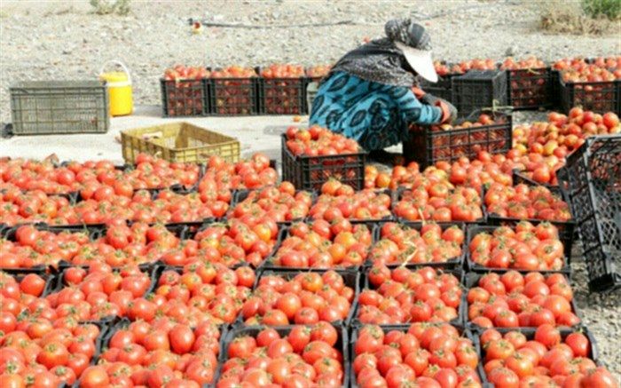 خرید حمایتی ۱۰ هزار تن گوجه فرنگی در آذربایجان‌شرقی توسط سازمان تعاون روستایی