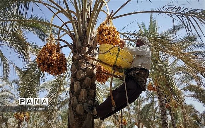 دومین نمایشگاه بین المللی خرما و صنایع وابسته در شیراز گشایش می‌یابد