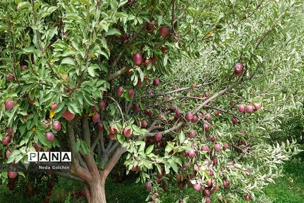 برداشت سیب در شهر ونایی بروجرد