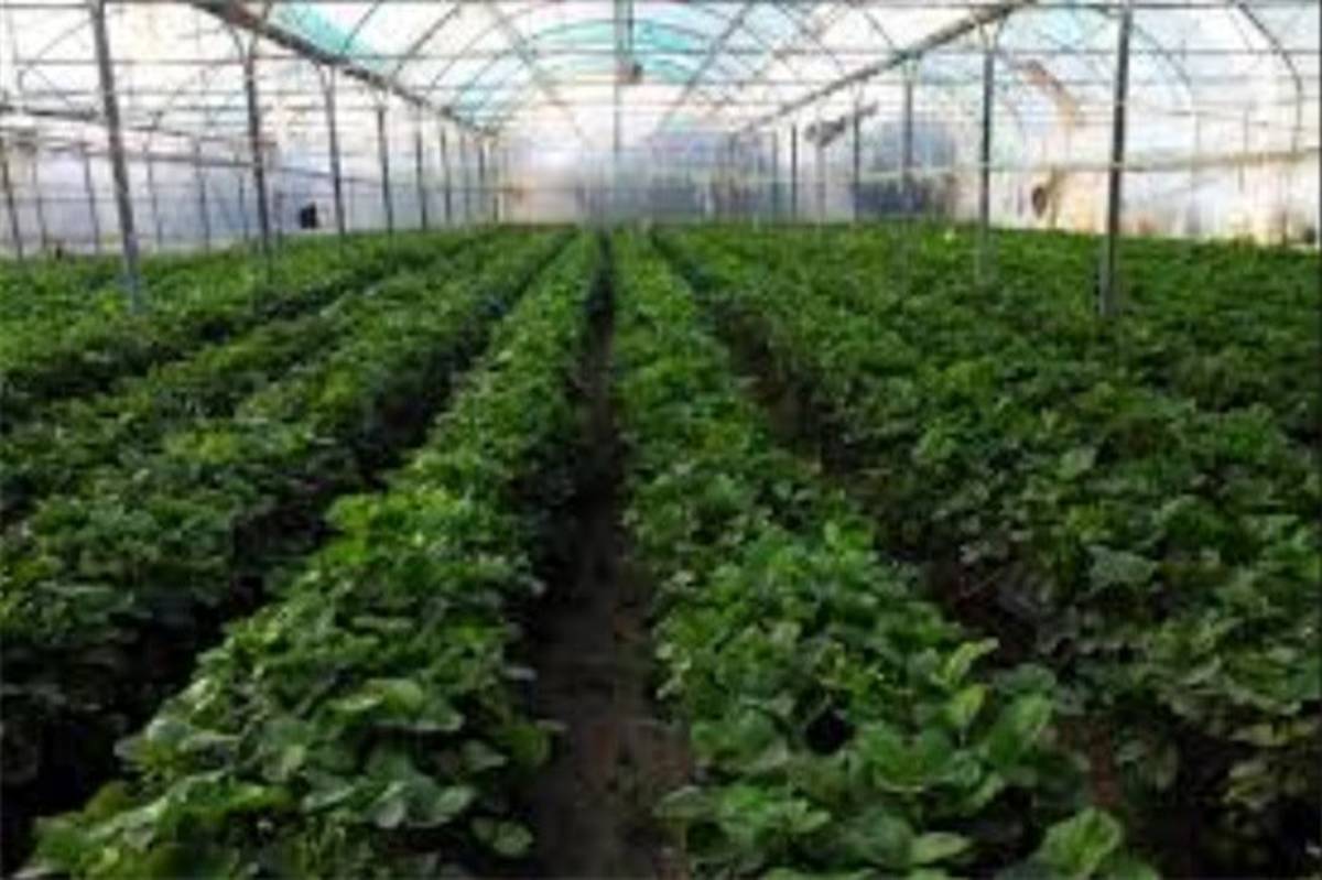 رئیس سازمان جهاد کشاورزی البرز: ۱۳ شهرک گلخانه‌ای جدید در استان ساخته می شود
