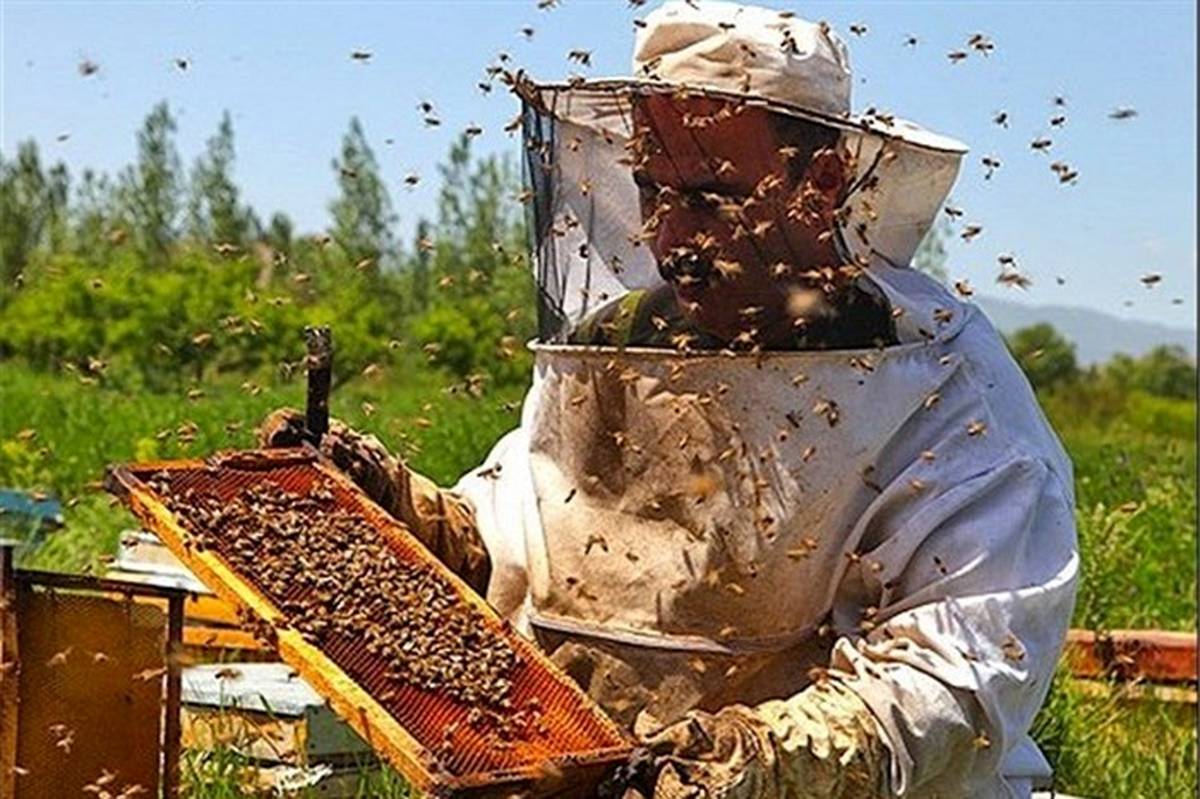 ۶۸۱ نفر زنبوردار در استان سمنان فعال هستند