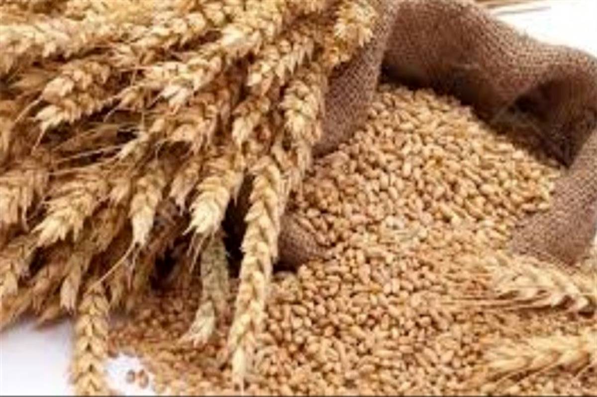 400 هکتار مزارع گندم یزد به آبیاری نواری تجهیز شد
