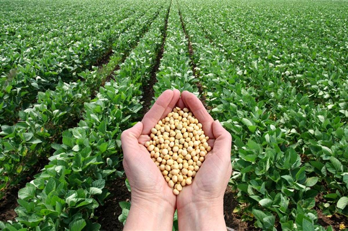 پیش بینی برداشت بیش از ۲۵ هزار تن محصول سویا از مزارع استان اردبیل