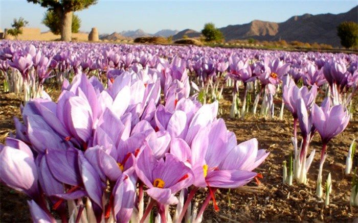 چهارمین جشنواره طلای سرخ به میزبانی شهرستان بهاباد برگزار می شود