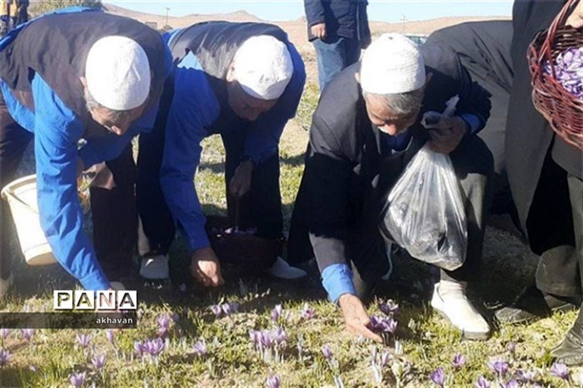 چهارمین  جشنواره زعفران دربخش آسفیچ بهاباد آغاز شد