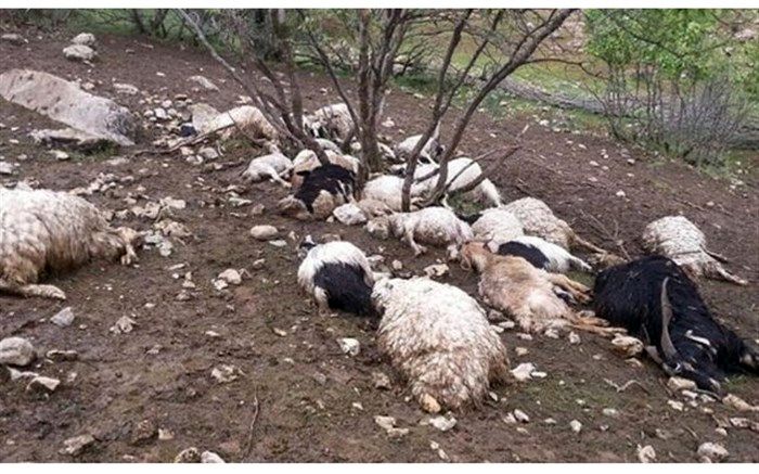 134 گوسفند طعمه گرگ‌ها شدند