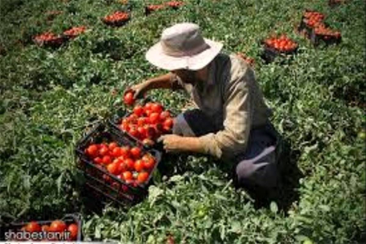 نتیجه تلاش  کار کشاورزان البرزی در جیب کارخانجات تولید رب استان شد