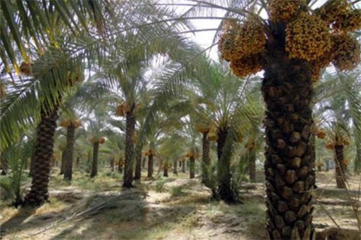 پنج هزار درخت در استان یزد برای محرومان پلاک‌گذاری شده است