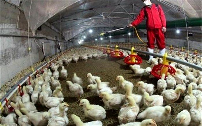 نشانه‌ای از بیماری آنفلوآنزای فوق حاد پرندگان در آذربایجان غربی مشاهده نشده است