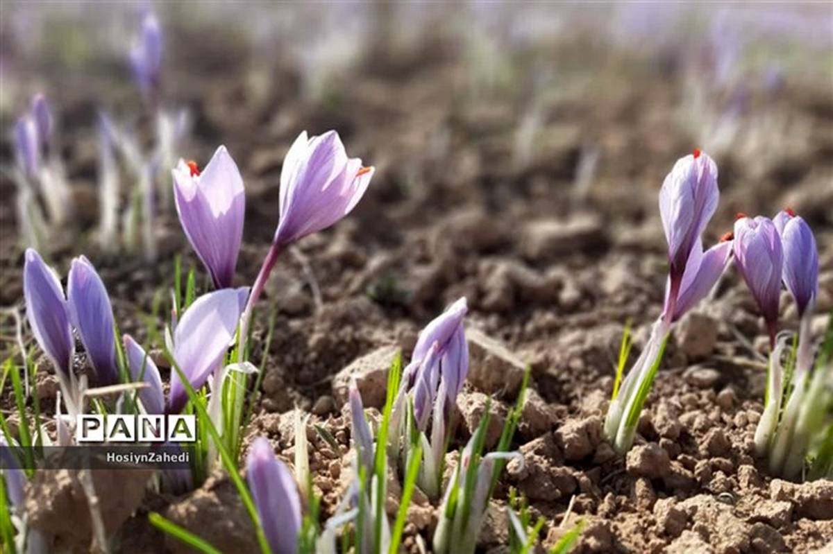 برداشت زعفران در کاشمر آغاز شد