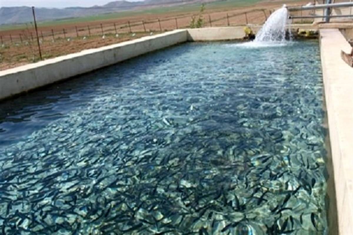 تولید سالانه ۱۵ هزار تن انواع ماهی در آذربایجان‌غربی