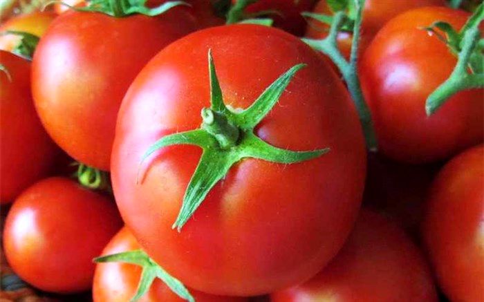 کاهش قیمت گوجه فرنگی تا ۲۰آذر ماه