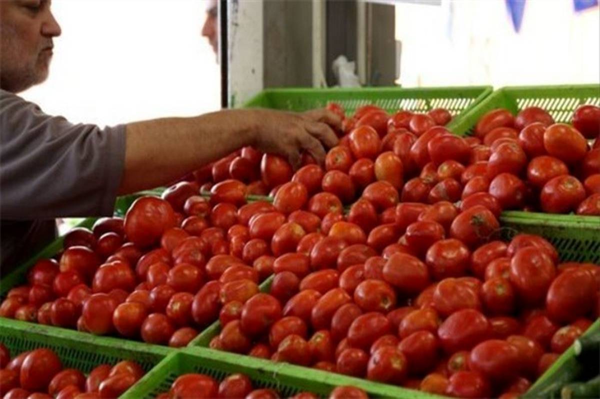روند صعودی قیمت گوجه