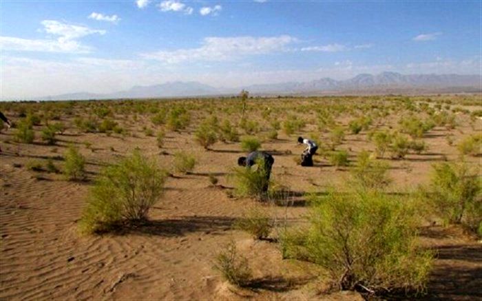 ۲۰۰ هکتار از عرصه‌های بیابانی سمنان درختکاری می‌شود