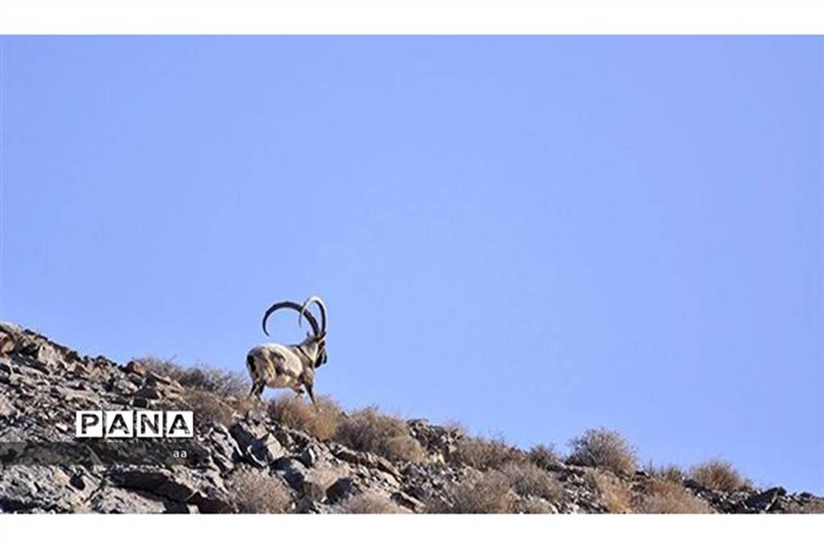 آغاز سرشماری حیات وحش در لرستان