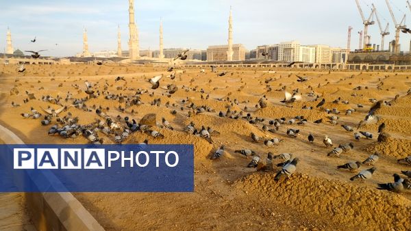 عطر آرامش در آستان پیامبر رحمت