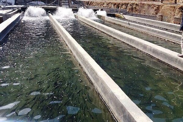 استان البرز به بخش مهمی درتأمین ماهی‌های سالم و ایجاد فرصت‌های شغلی تبدیل شده است