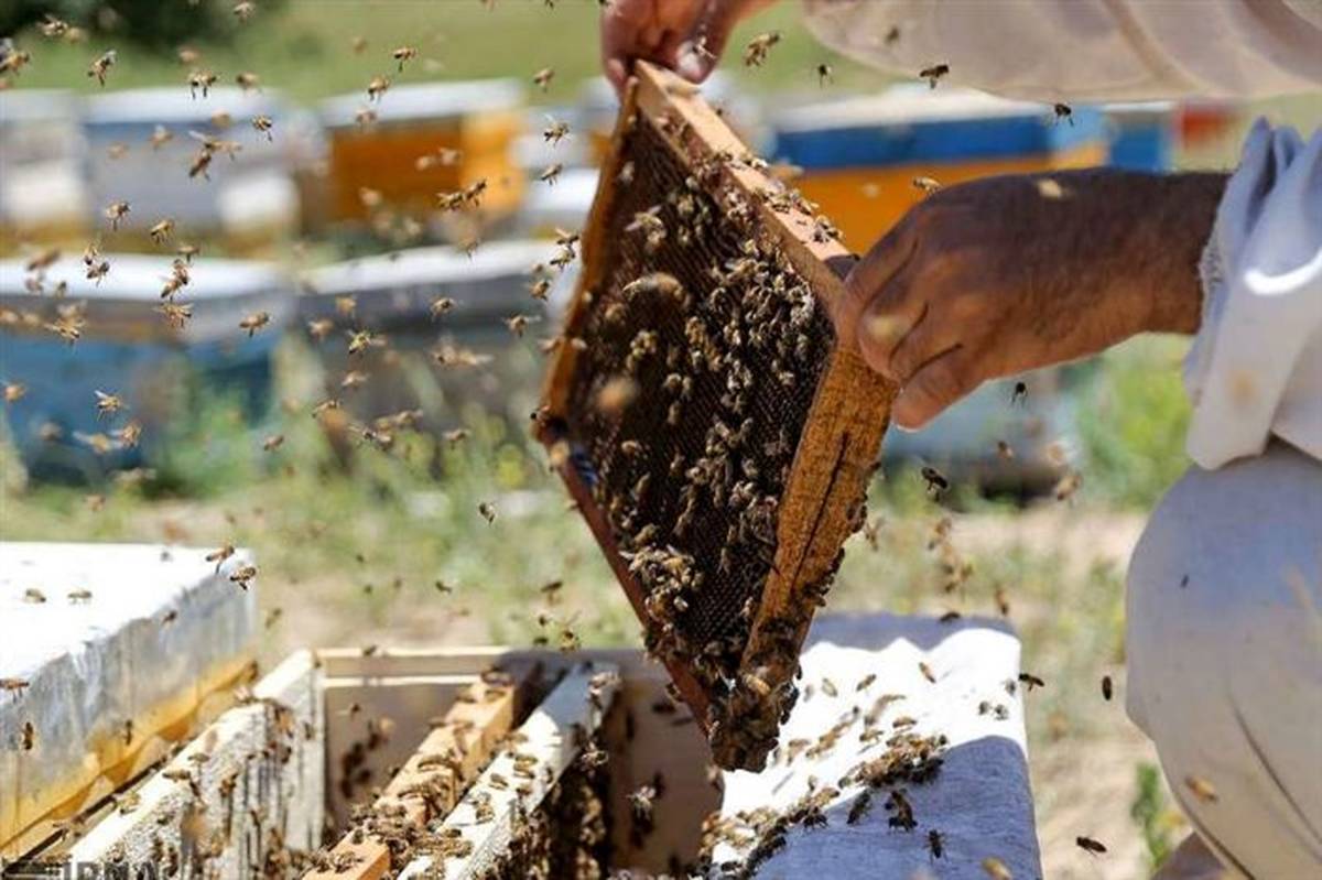 افزایش 15 درصدی تولید عسل در  آذربایجان شرقی با تولید بیش از 15 هزار تن