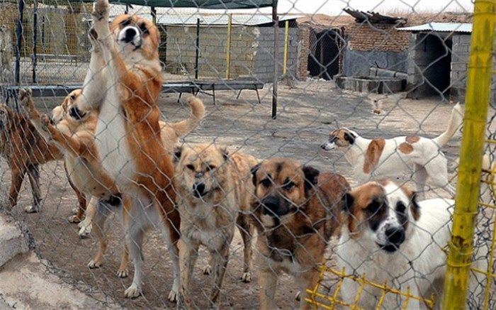 احداث پناهگاه حیوانات بلاصاحب در یزد
