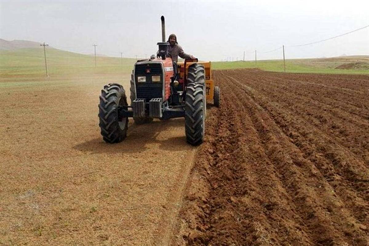 اجرای طرح ملی گندم بنیان در سطح 12 هزار هکتار از اراضی زراعی فارس